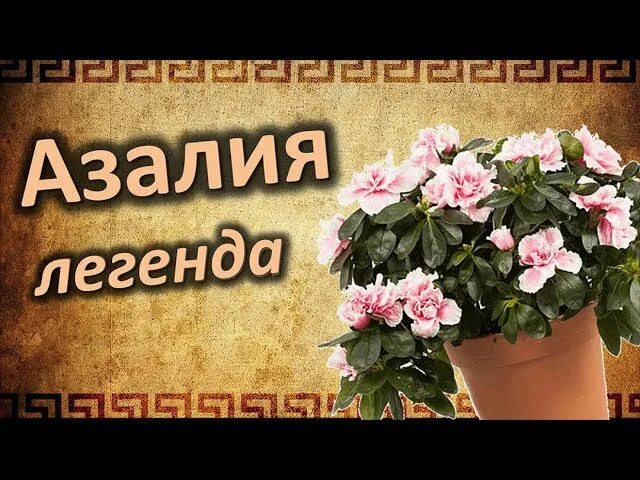 Значение имени азалии. Значение имени азалии