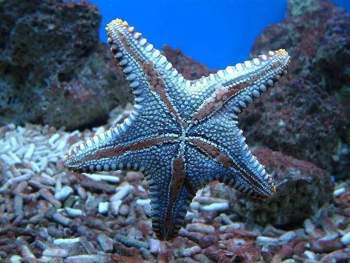 Морские звёзды. Злобные хищники морского дна Сказки юного биолога Дзен