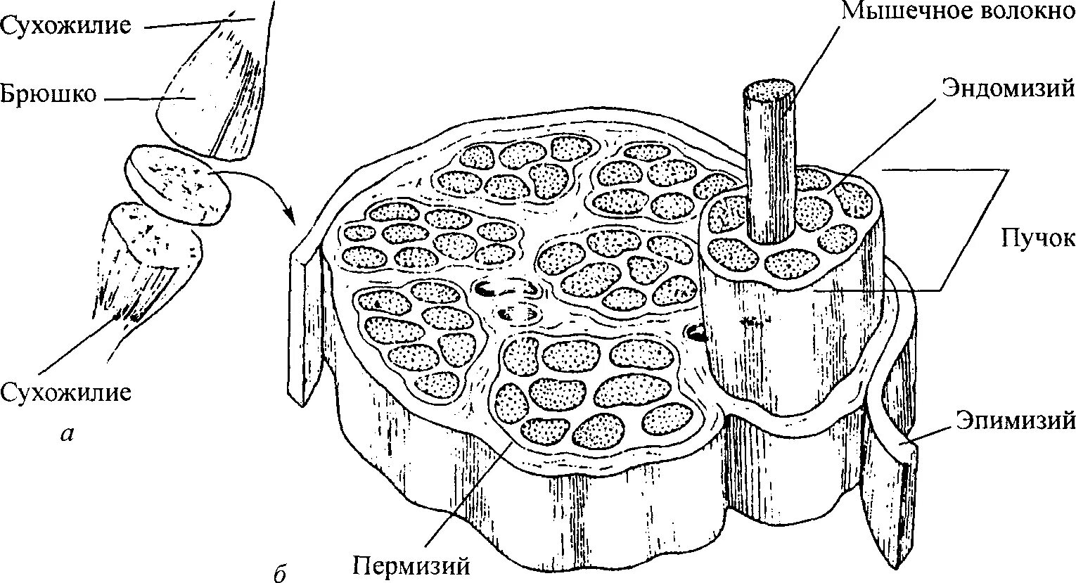 Соединительная мышца. Мышечное волокно гистология схема. Строение сухожилия гистология. Схема строения мышцы как органа гистология. Строение мышечного волокна поперечный срез.