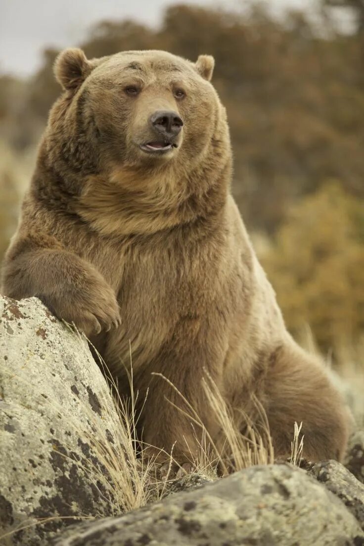 Самые популярные медведи в мире. Самый большой медведь кадьяк 1200 кг. Джим ковальчик. Самые популярные медведи в мире. Самые популярные медведи в мире.