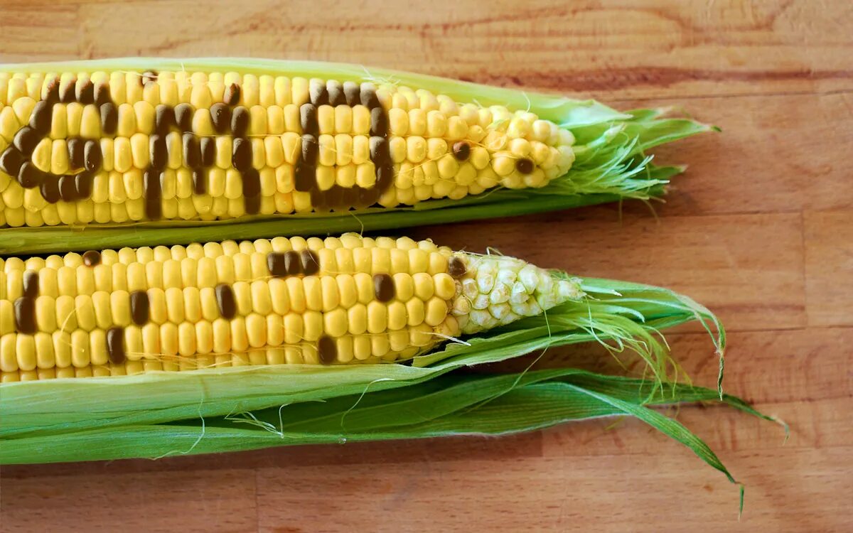 ГМО кукуруза. Трансгенная кукуруза, соя растения. Генная инженерия кукуруза. Растения ГМО кукуруза. Corn me