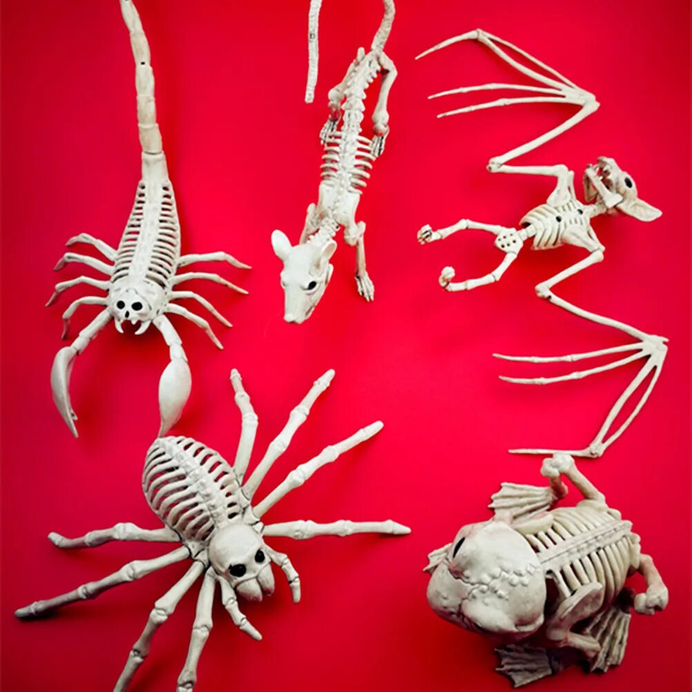 Скелет краба. Скелеты морских животных. Необычные скелеты животных. Скелет скорпиона.