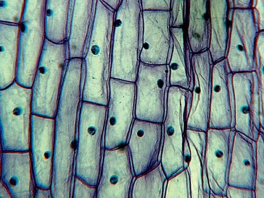 Кожица традесканции под микроскопом