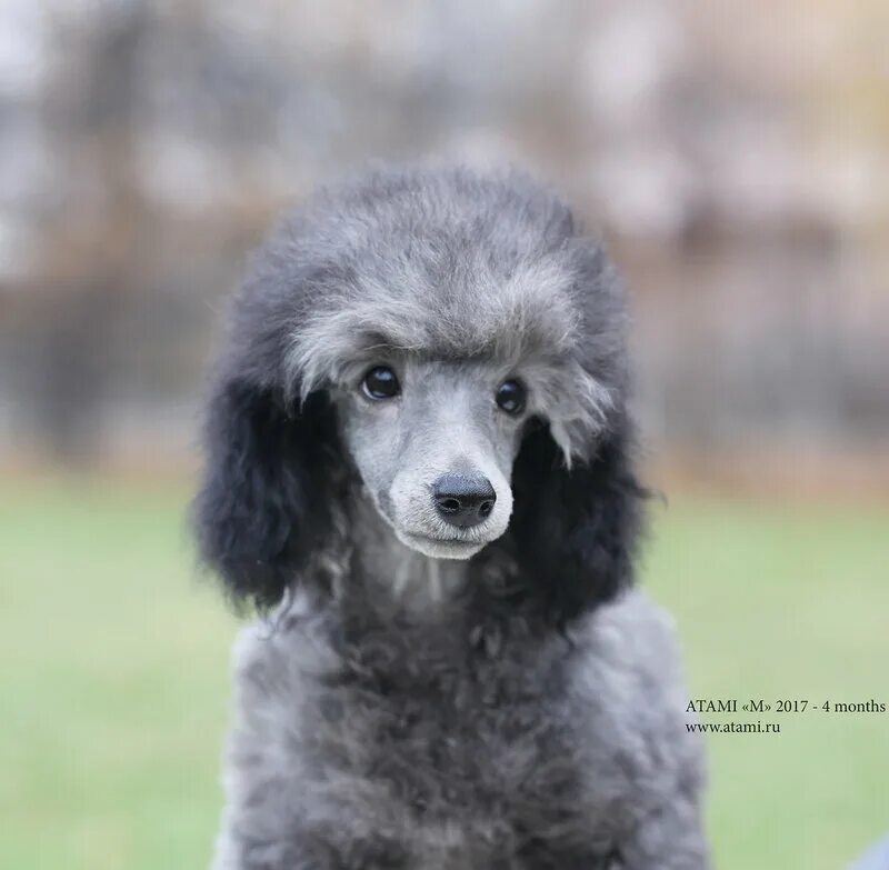карликовый пудель голубой окрас. карликовый пудель. голубой карликовый пудель. голубой карликовый пудель. серый пудель.
