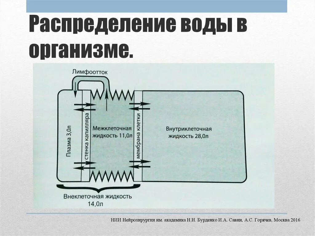 Распределение воды в организме. Схема распределения жидкости. Внутри и внеклеточная вода. Схема распределения воды в организме.