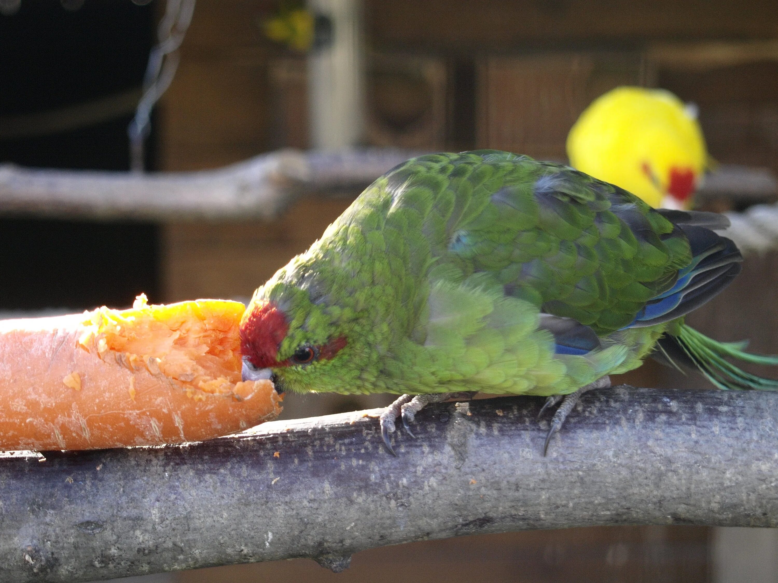 Можно попугаям клубнику. Какарики попугаи. Какарики попугаи желтый. Попугай какарик зеленый. Синие какарики.