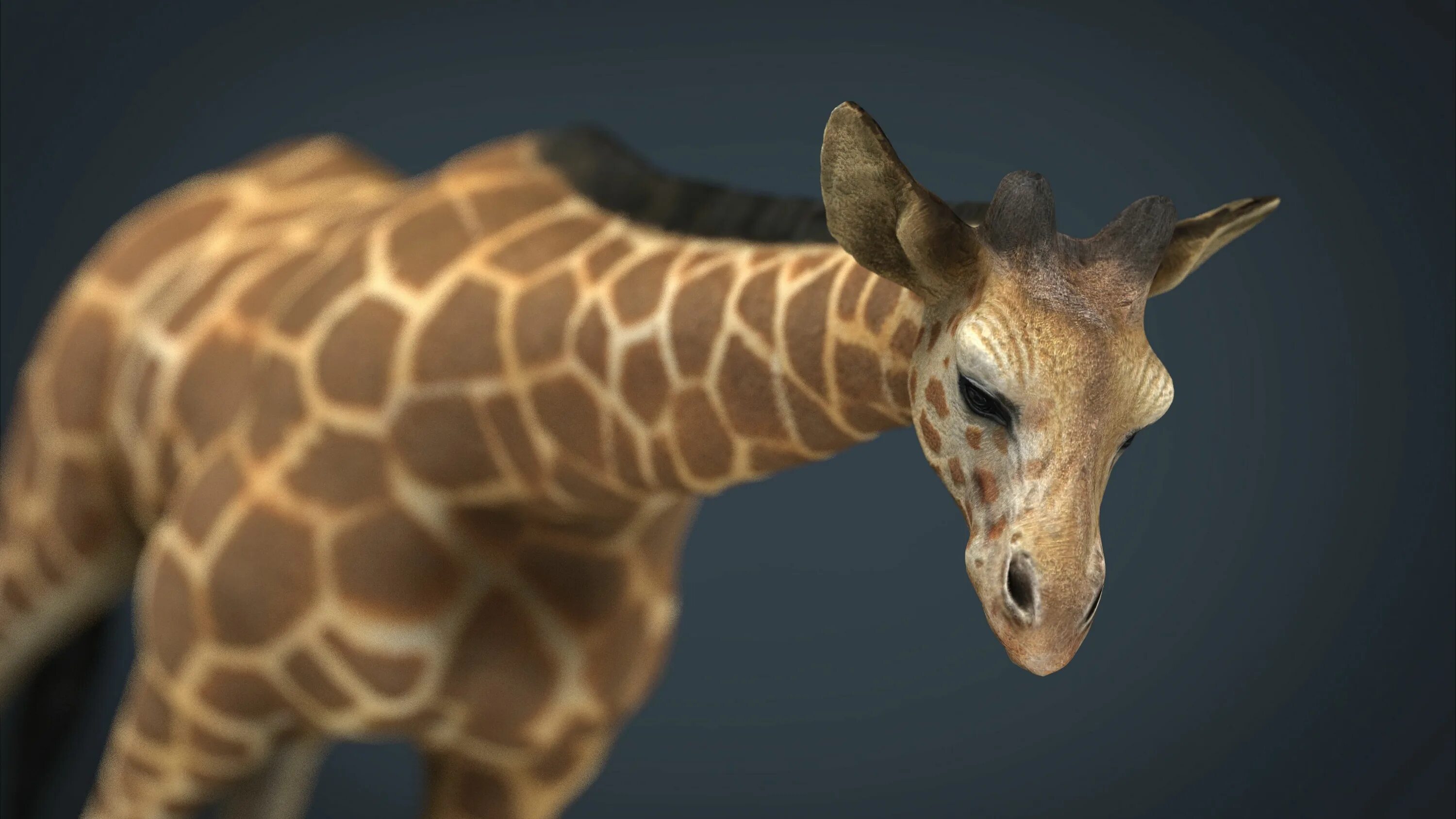 Мод на жирафа. Giraffe 3d model. 3d модель Жираф lowpoly. 3d model жирафа белая. Зоопарк 3д модель.