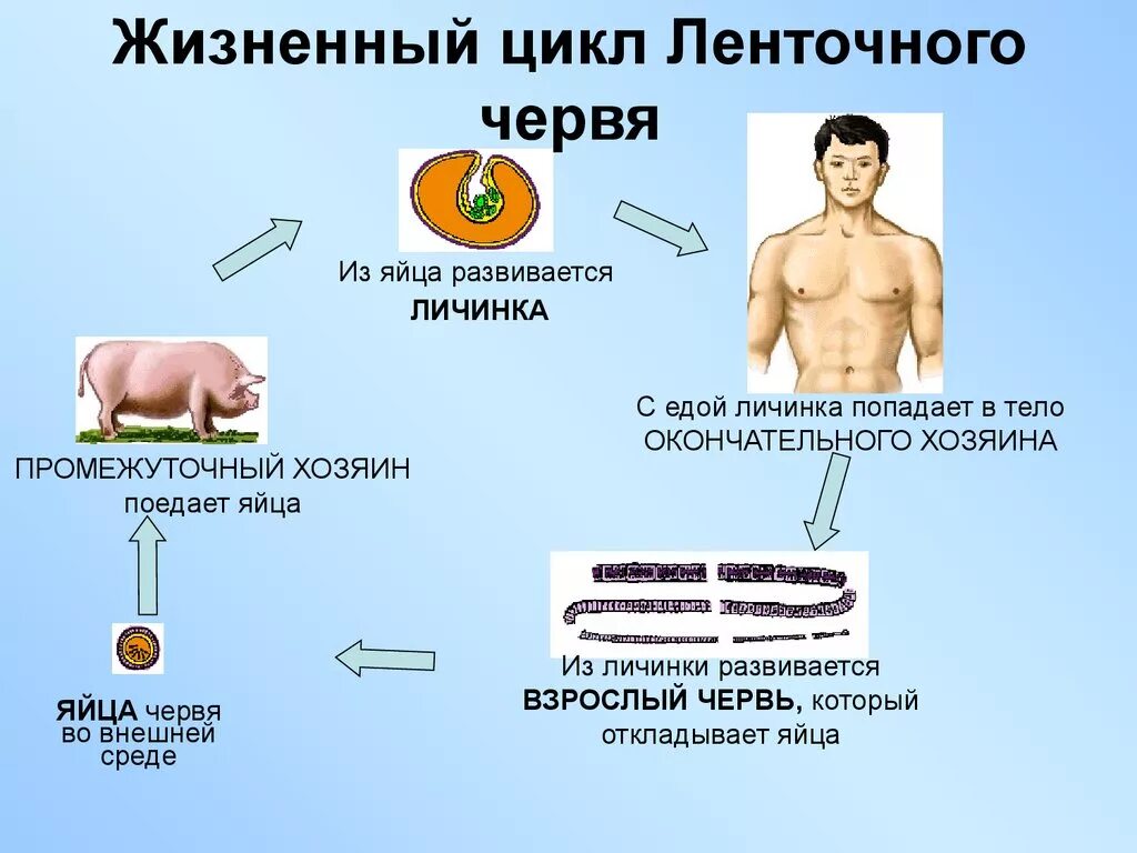 Личинка в промежуточном хозяине. Класс ленточные черви жизненный цикл. Жизненный цикл ленточного червя схема. Жизненный цикл ленточных червей 7 класс биология. Цикл развития ленточных червей схема.