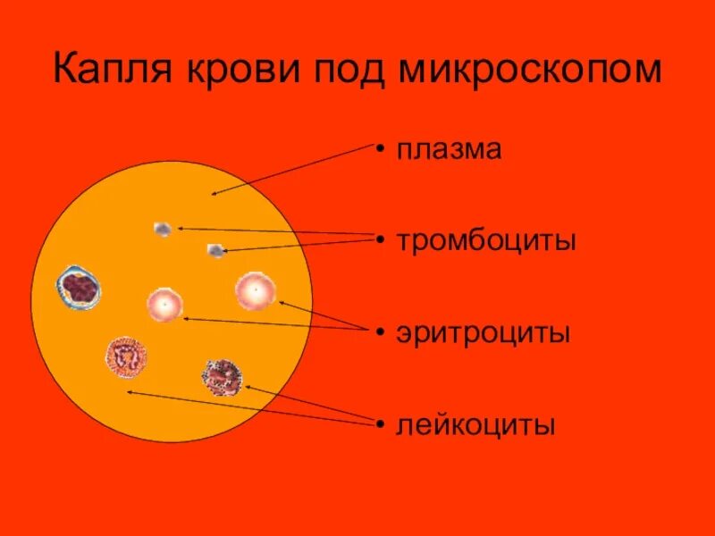 Кровь строение рисунок. Строение клеток крови рисунок. Плазма крови под микроскопом. Строение крови под микроскопом. Строение крови человека под микроскопом.