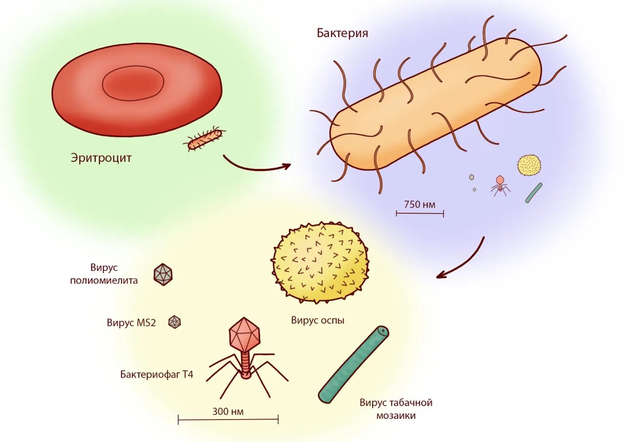 Строение вирусов и бактерий. Строение бактериев и вирусов. Размеры вирусов и бактерий. Строение клетки вируса. Сравнение бактерий и вирусов