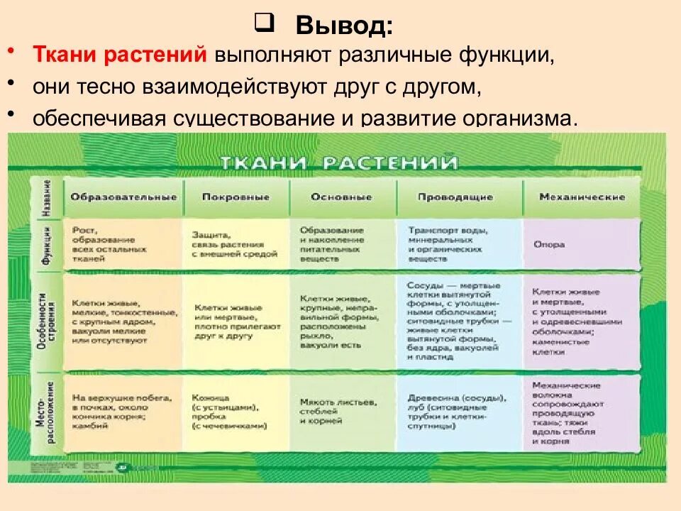 Ткани растений 6 видов. Строение основной ткани растений 5 класс биология. Биология 5 класс ткани растений функция и строение. Типы тканей растений таблица. Характеристика основной ткани 6 класс биология.