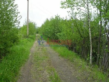 Пупышево рыбацкое
