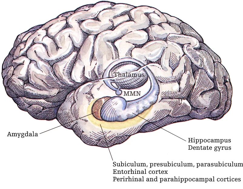 Железа мозга 7. Зубчатая извилина гиппокампа. Гиппокамп часть мозга. Анатомия гиппокампа. Структура мозга гиппокамп.