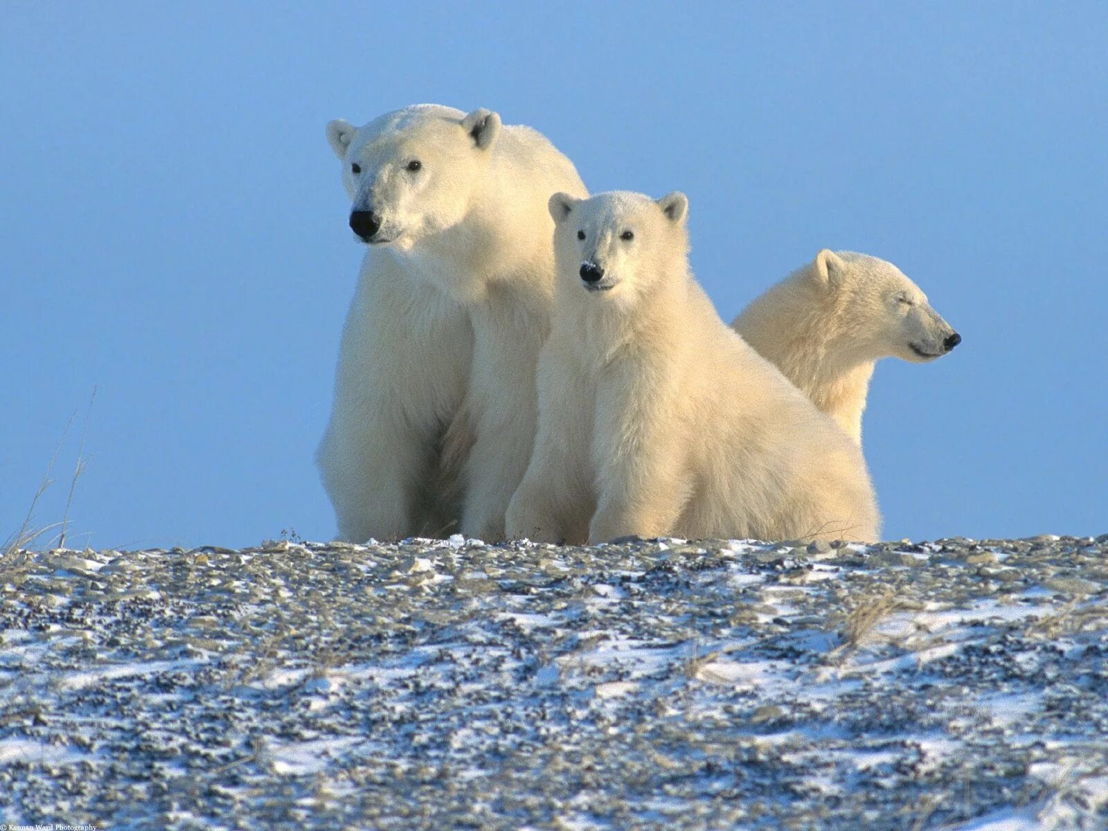 На следующей странице представлены фотографии белого медведя. Ямало-Ненецкий автономный округ животный мир. Остров Врангеля белые медведи. Белый медведь ЯНАО. Животные Ямала.
