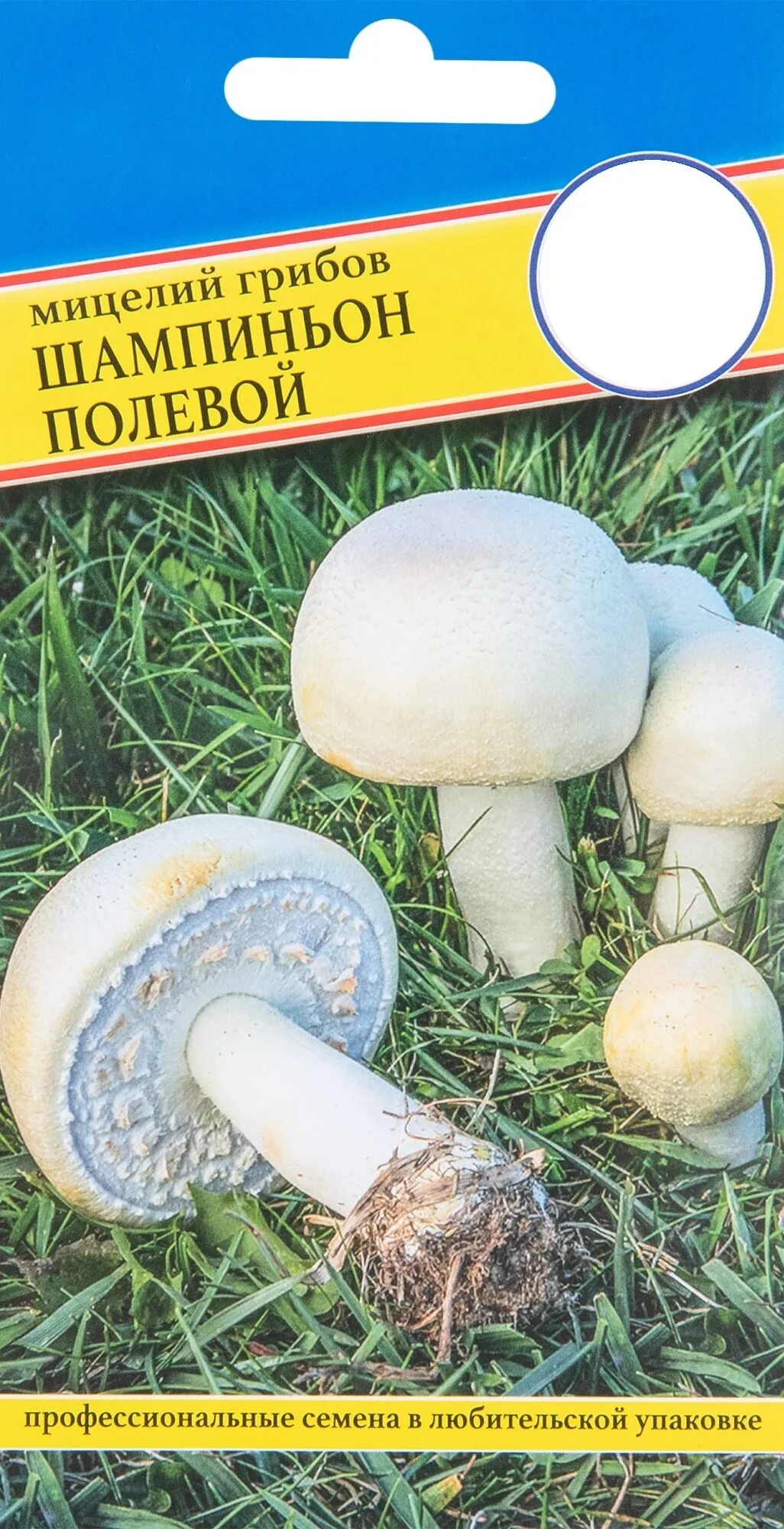 Шампиньон луговой agaricus campestris. Шампиньоны луговые и полевые. Шампиньон луговой agaricus campestris. Шампиньон полевой agaricus arvensis. Шампиньон обыкновенный (agaricus campestris).