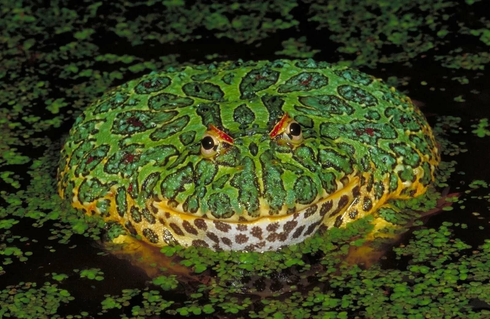 Рогатка ceratophrys Ornata. Амазонская лягушка. Самая ядовитая жаба в мире. Сколько видов лягушек в мире