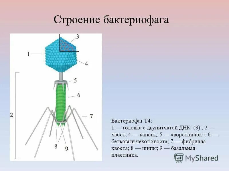 Белковый капсид. Строение вируса бактериофага т4. Капсид бактериофаг т4. Бактериофаг строение капсид. Строение бактериофага нуклеоид.