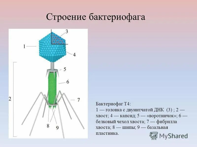 Бактериофаг функции. Строение вируса бактериофага т4. бактериофаг т4 строение. бактериофаг строение капсид. бактериофаг т4 строение микробиология.