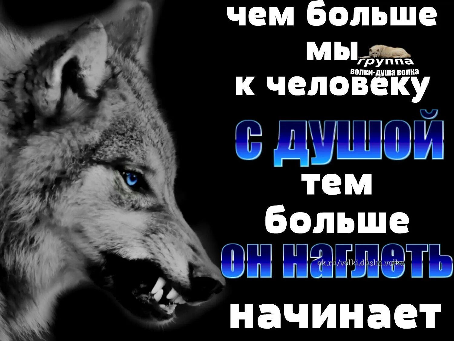 Душа волка. Статусы с волками. Волки душа волка. Одинокий волк статусы. Душа волка песня