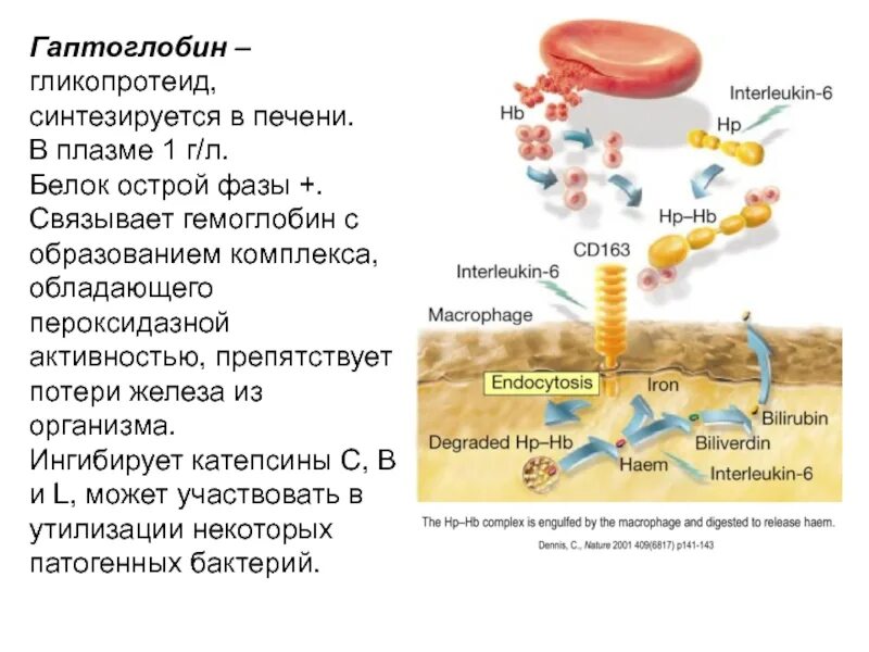 Гемоглобин коллаген