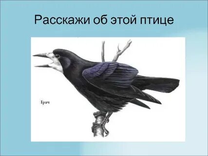 По дороге разгуливают грачи подчеркнуть