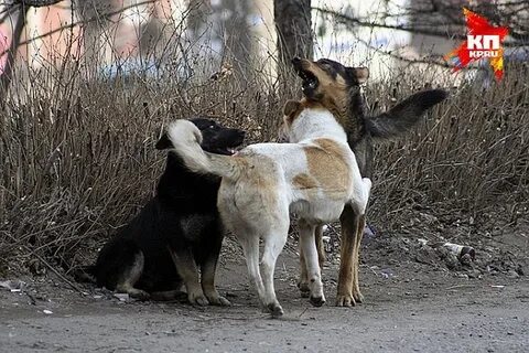 Нападают свора собак