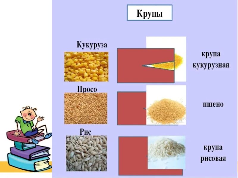 Вид крупы определяется. Крупы из зерновых культур. крупы презентация. презентация на тему: крупа. виды блюд из круп.