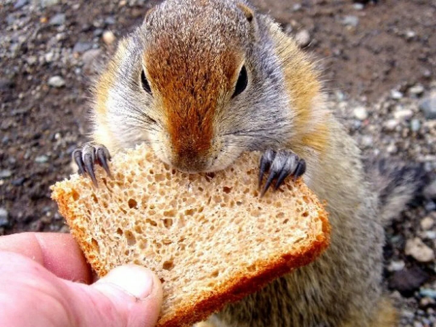 Можно ли белка хлеб. Белка с едой. Можно ли белка хлеб. Можно ли белка хлеб. Хлеб животные белки.