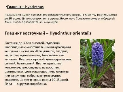 Гиацинт стихи