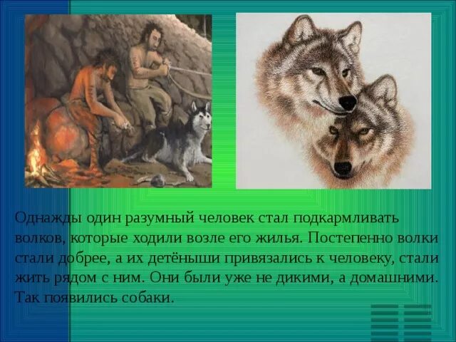 Волки Волчья сталь. Однажды один разумный человек стал подкармливать Волков. Подкармливание волка.