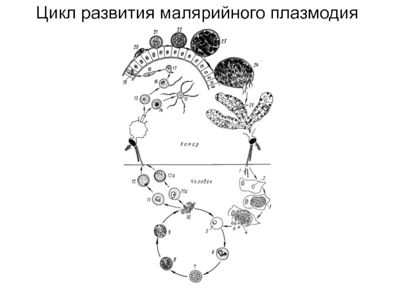 Жизненный цикл малярийного плазмодия. ЖЦ малярийного плазмодия. Жизненный цикл малярийного плазмодия схема. Жизненный цикл малярийного плазмодия рисунок. Малярия цикл развития малярийного плазмодия