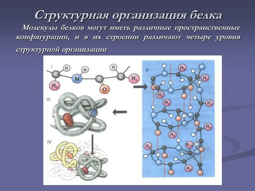 Линейная молекула белка