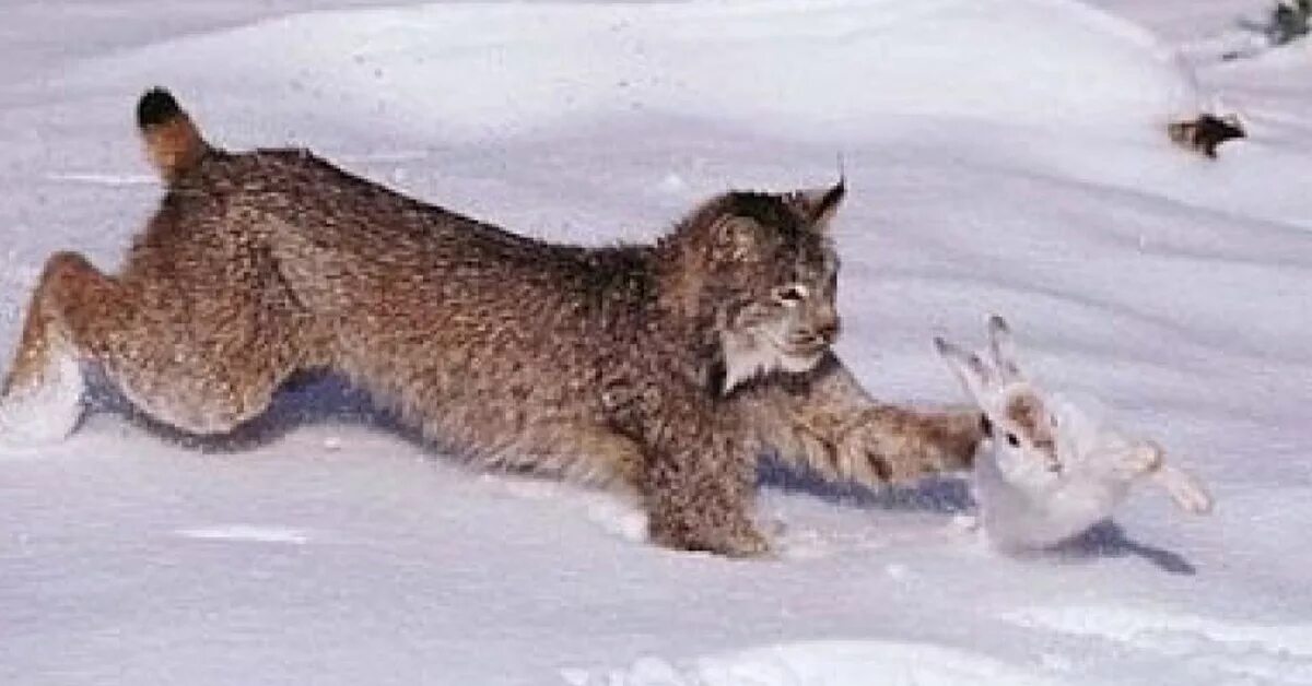 Рысь ест зайца. Канадская рысь на охоте. Канадская рысь на охоте. Рысь ест зайца. Рысь охотится на зайца беляка.