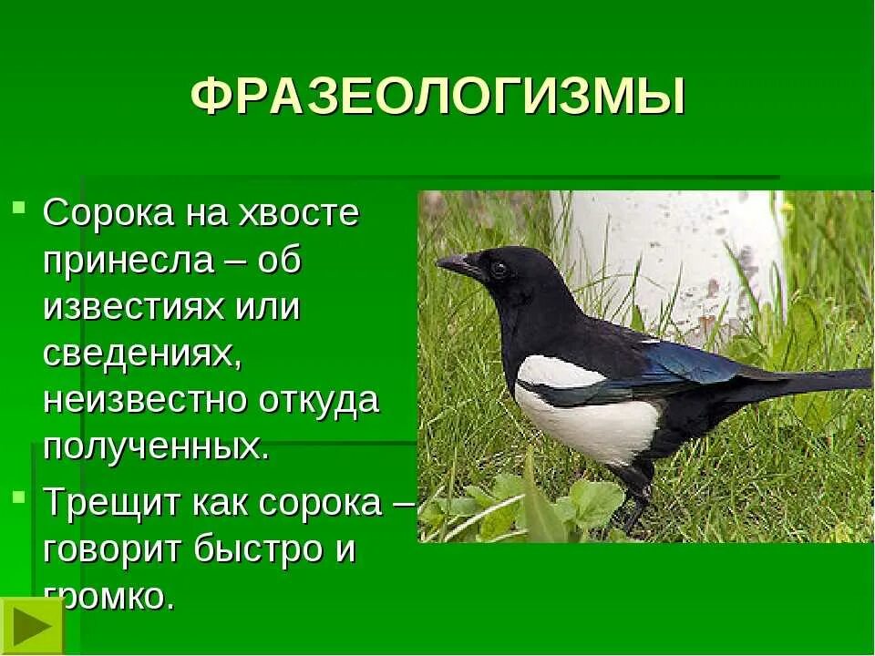 Сколько живут сороки. Сорока на хвосте принесла фразеологизм. Хвост сороки. Поговорка про сороку. Птичка на хвосте принесла.