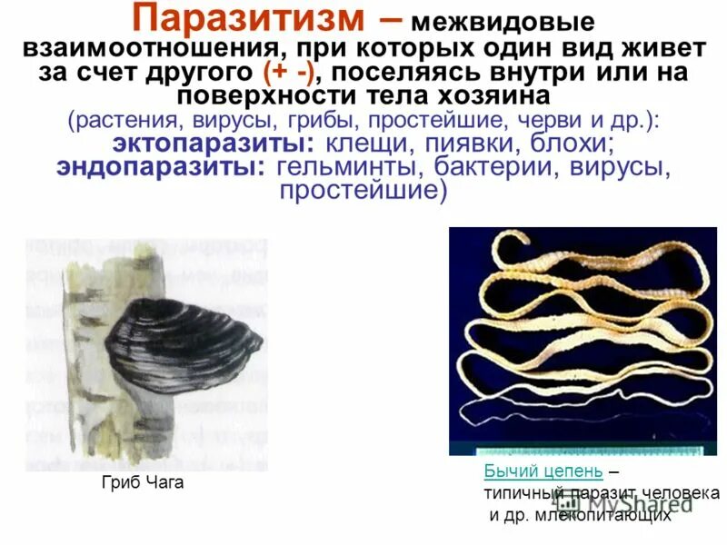 Тип взаимоотношений паразитизм примеры. Паразитизм примеры взаимоотношений. Симбиоз хищничество. Тип взаимоотношений паразитизм примеры. Тип взаимодействия паразитизм.