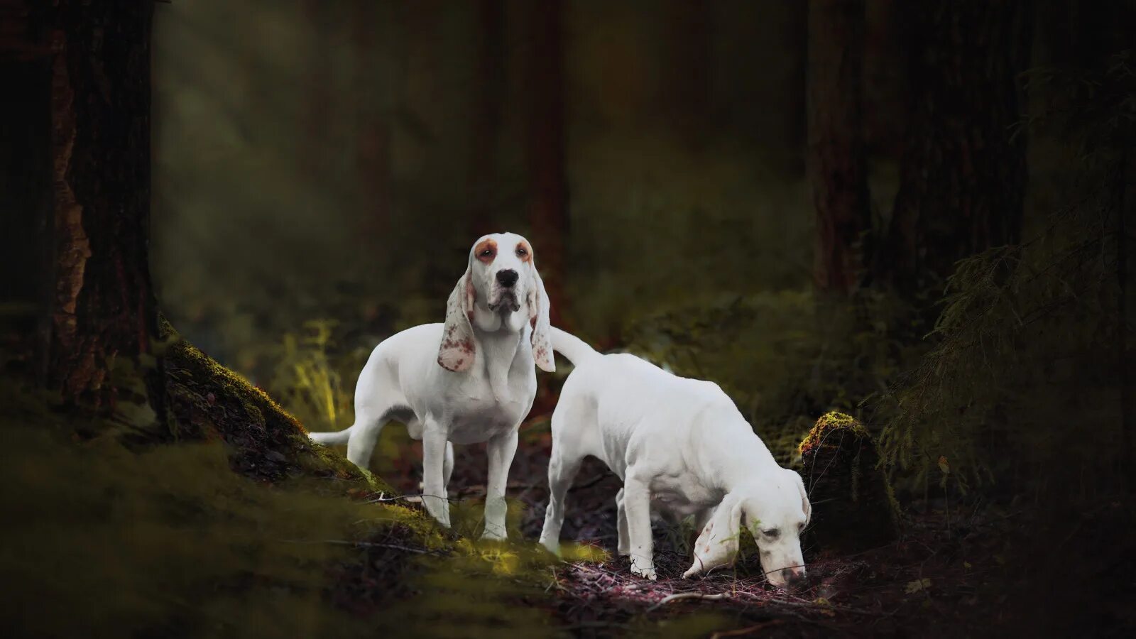 Собака на фоне леса. Питбуль и бшо. Сабуэсо эспаньол фото. Собаки форест. Бордер колли кобель.