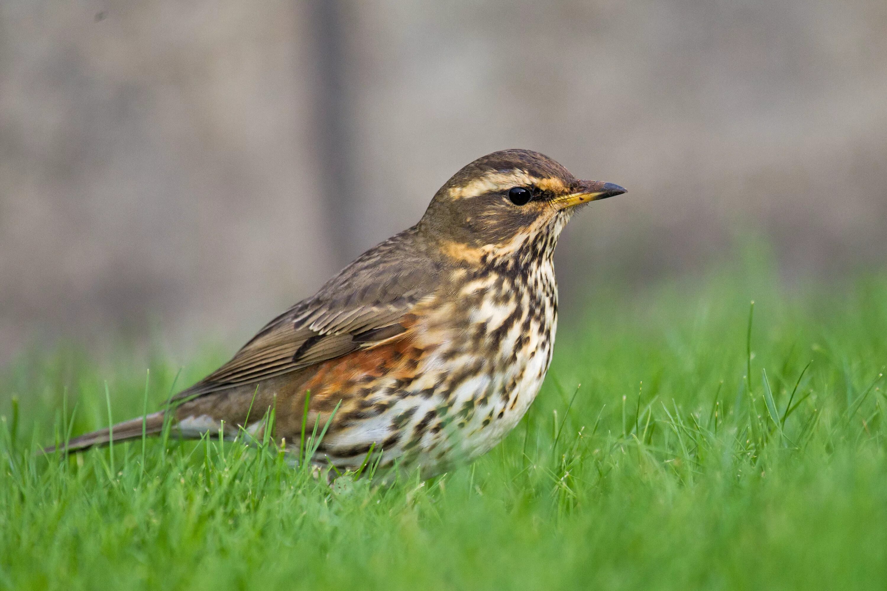 Род дроздовых. Дрозд белобровик. Полевой Дрозд. Белобровик (turdus iliacus). Белобровик рябинник.