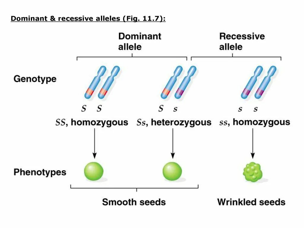 Dominant and recessive Genes. Dominant Gene. Законы Менделя презентация. Горох Менделя. 7 доминант