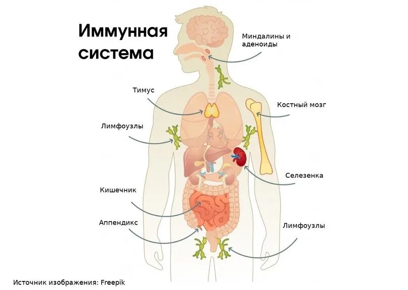Artificial immune system
