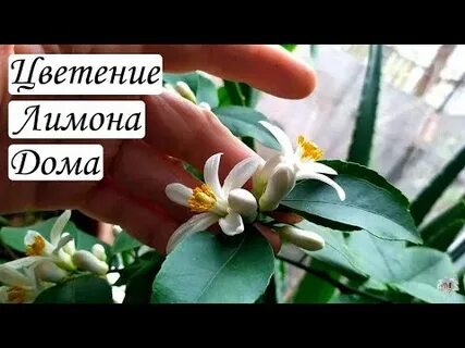 Время цветения лимона домашнего