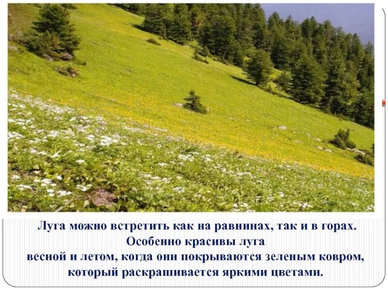 Природные условия сообщества луг. Природное сообщество луга. какие растения можно встретить в равнине. что такое луг 4 класс окружающий мир. описание природного сообщества луг.