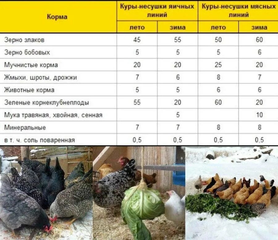 Сколько корма для кур несушек в сутки