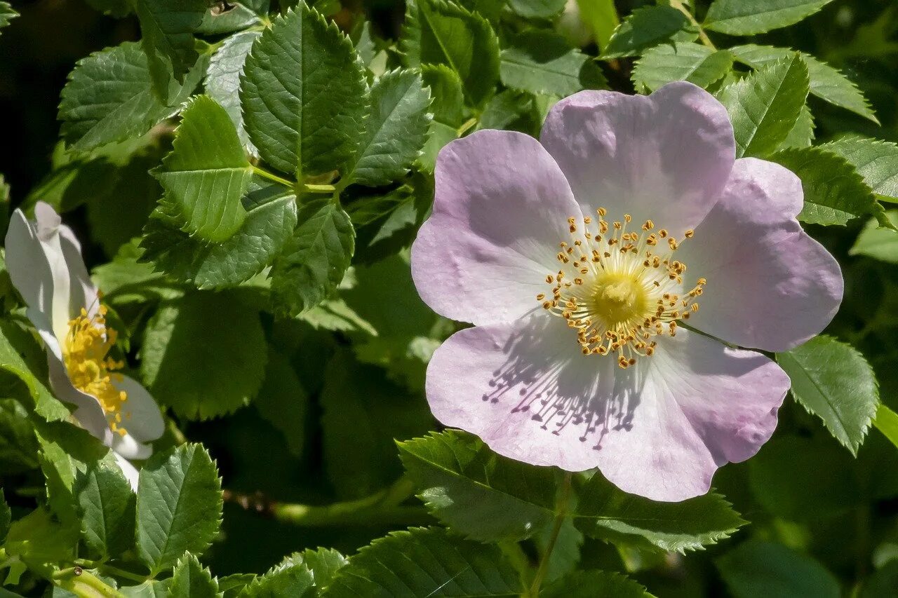 Шиповник цветы. Шиповник Майский. Шиповник коричный. Шиповник Титан. Rosa rubiginosa.