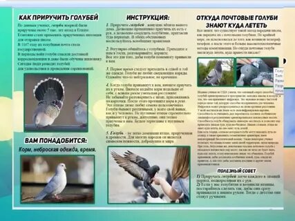 Откуда почтовые голуби знали куда лететь