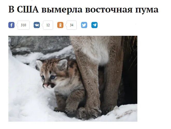 Животные которые вымерли 1000000000 лет назад. Восточная пума вымерший вид. Пума конколор кугуар. Восточная пума вымершая. Признали вымершим.