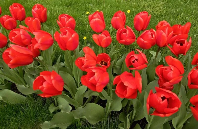 тюльпаны в кирове