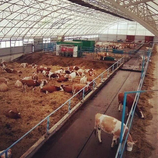 арендую ферму. крс и овцы на ферме. аренда сельского хозяйства. усть покшеньгский леспромхоз. стф свинотоварная ферма.