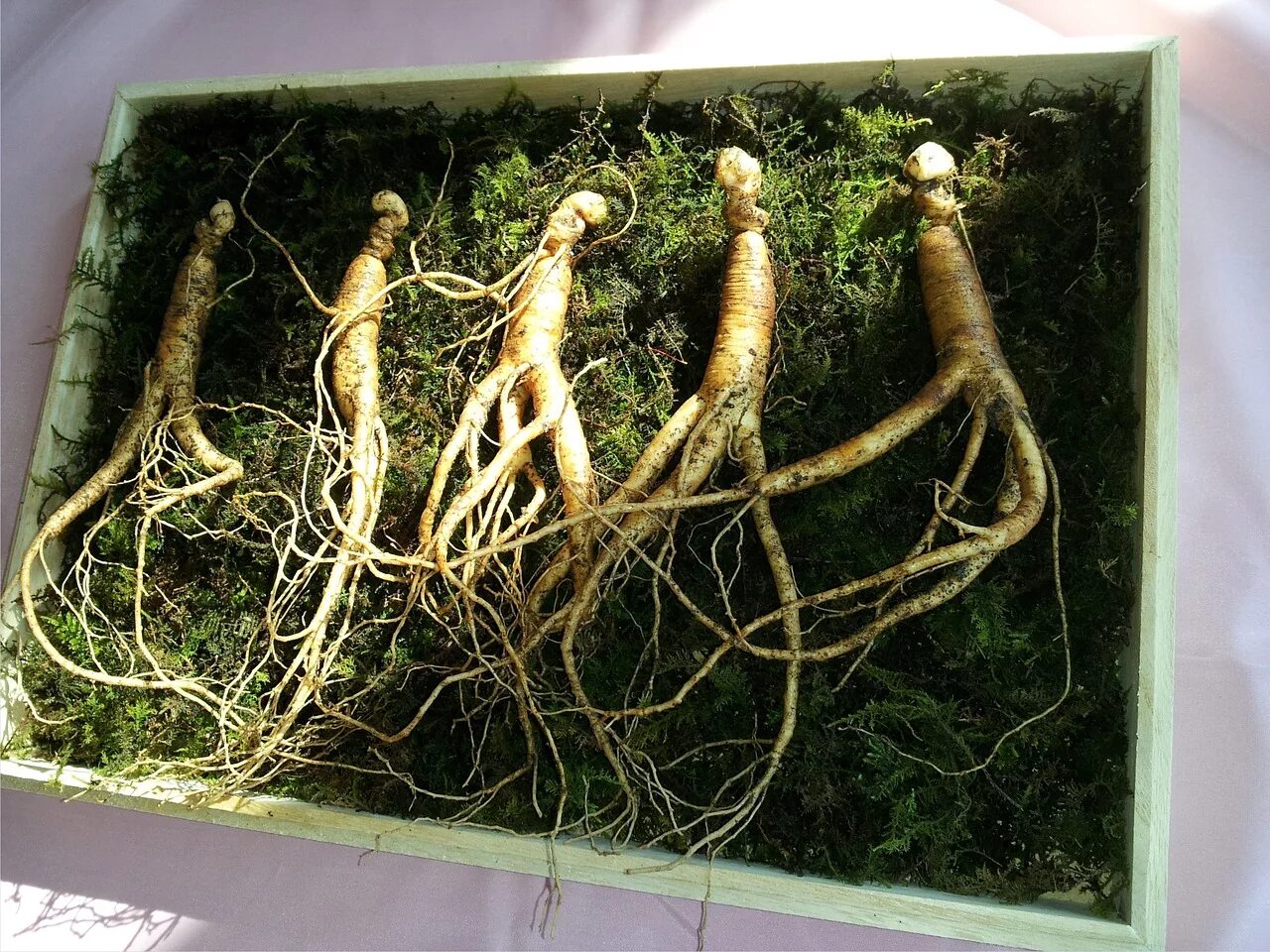 Непонятным корень. Женьшень баофэн. женьшень panax. женьшень обыкновенный корень. растение корейский женьшень.