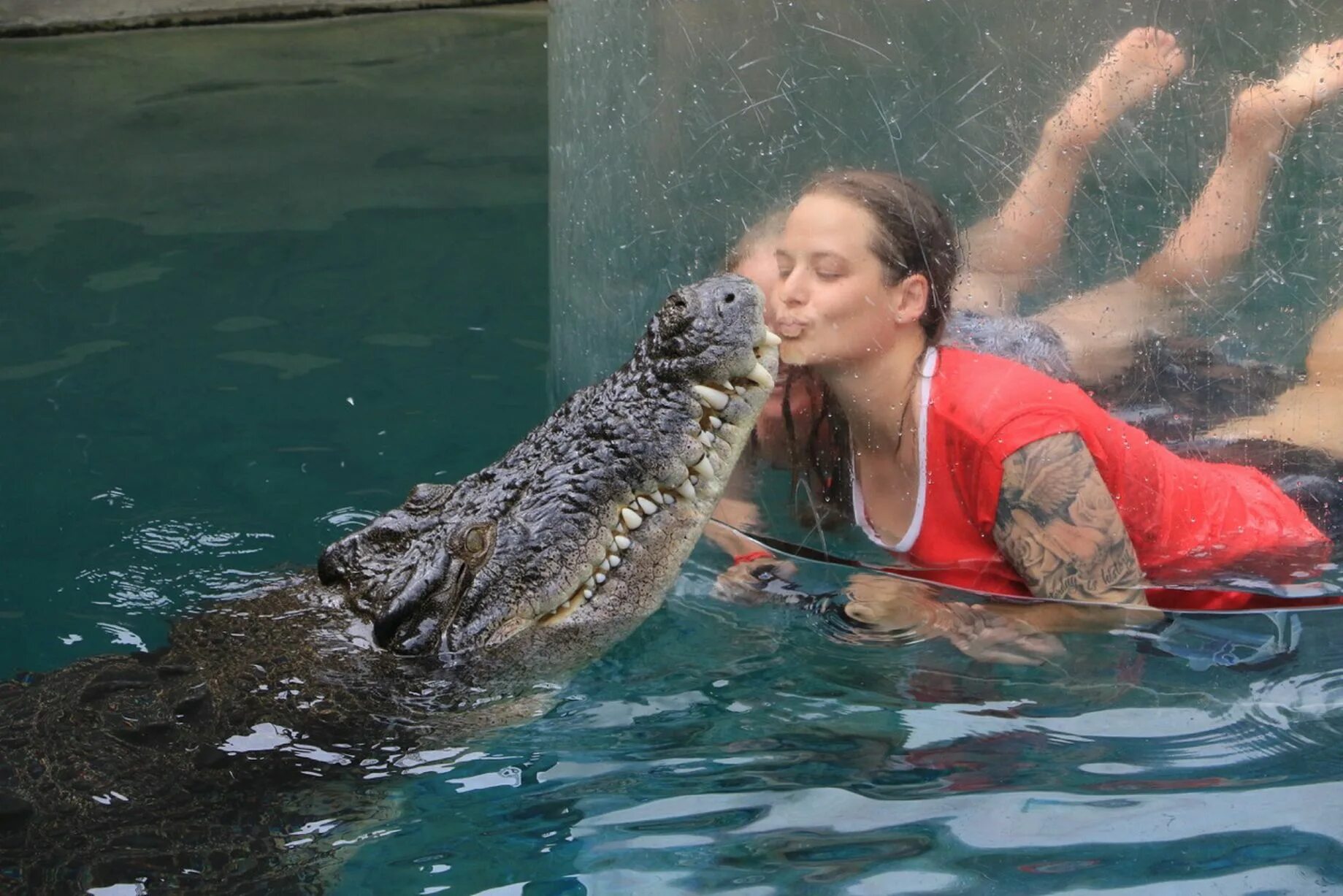 Ловлю на себе дам. Crocosaurus Cove, Дарвин, Австралия. Крокодил плавает. Крокодил в бассейне. Купание с крокодилами.