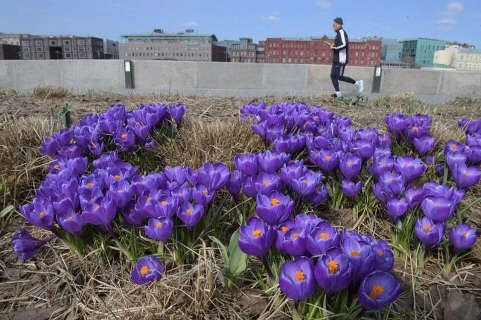 Подмосковье где крокус. Крокус Москва. Лавандовый Крокус – Lavender Crocus. Крокусы на Крымской наб в 2022 году. Первые цветы в Москве.